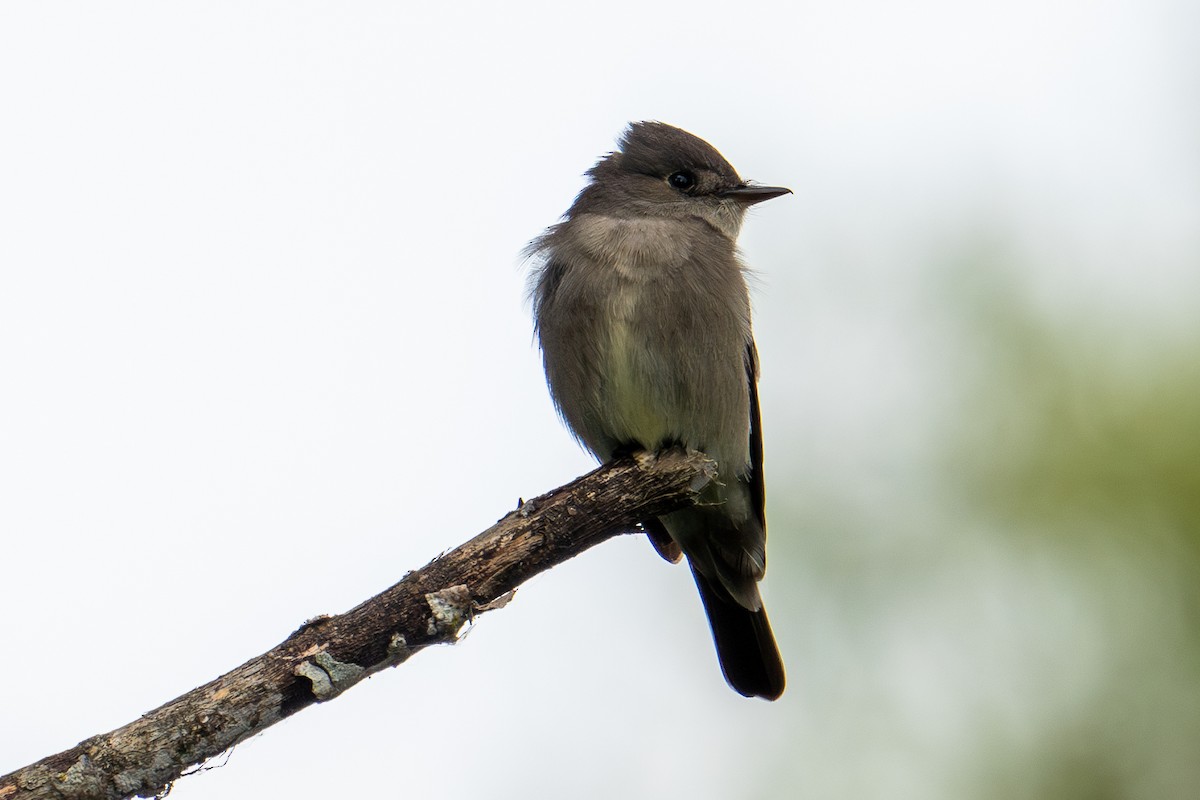 Western Wood-Pewee - ML619683648