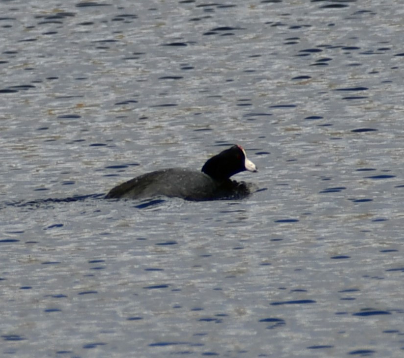 American Coot - ML619683651