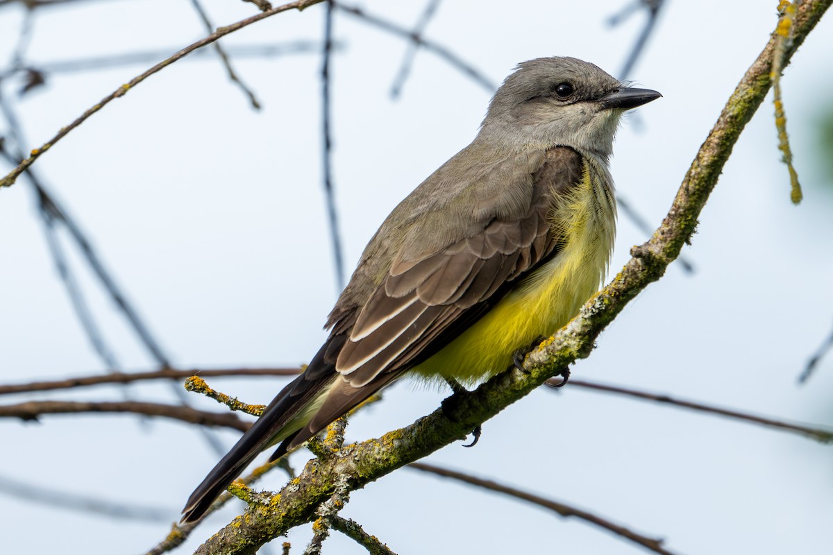 Western Kingbird - ML619683673