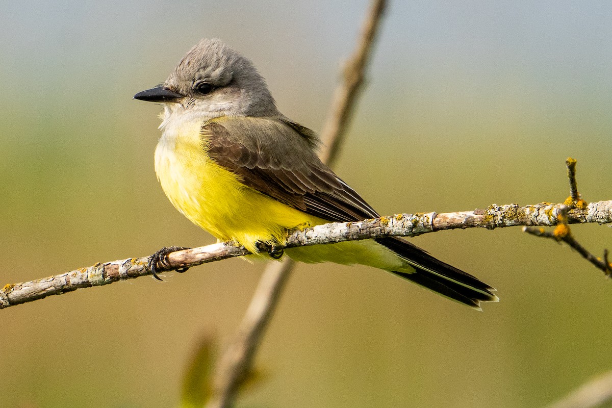 Western Kingbird - ML619683674