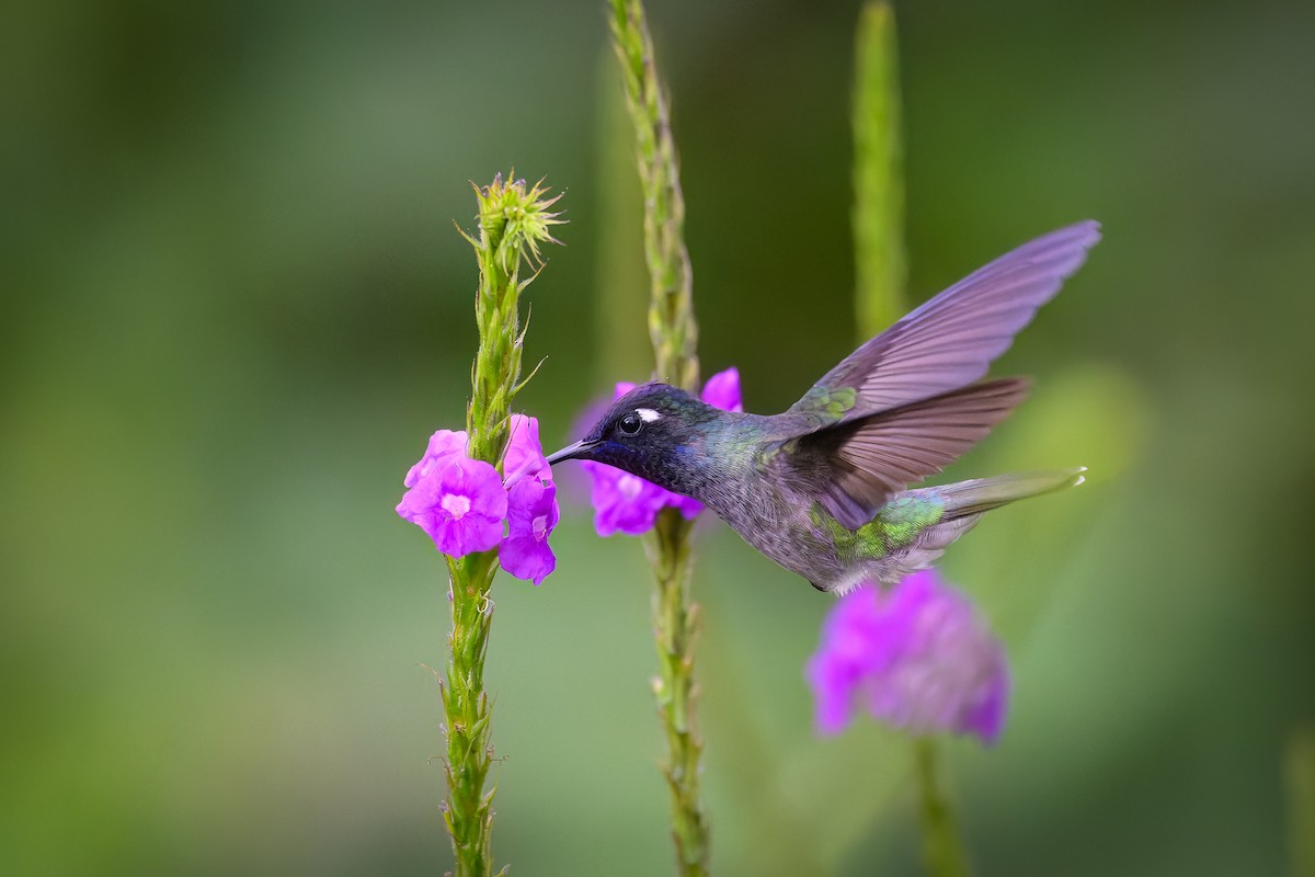 kolibřík fialovohlavý - ML619683677