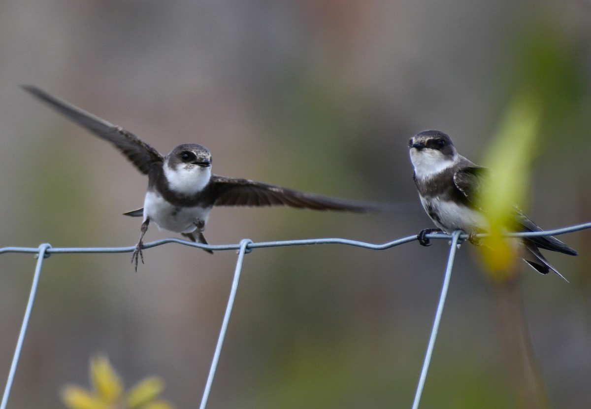 Bank Swallow - ML619683697