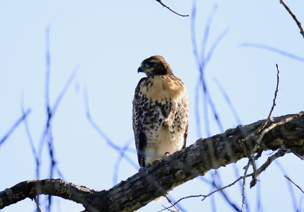 Red-tailed Hawk - ML619683702