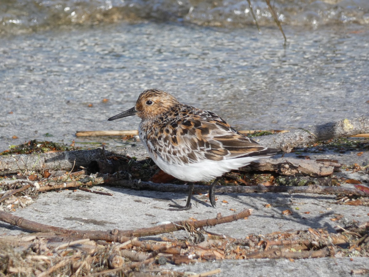 Sanderling - ML619683707