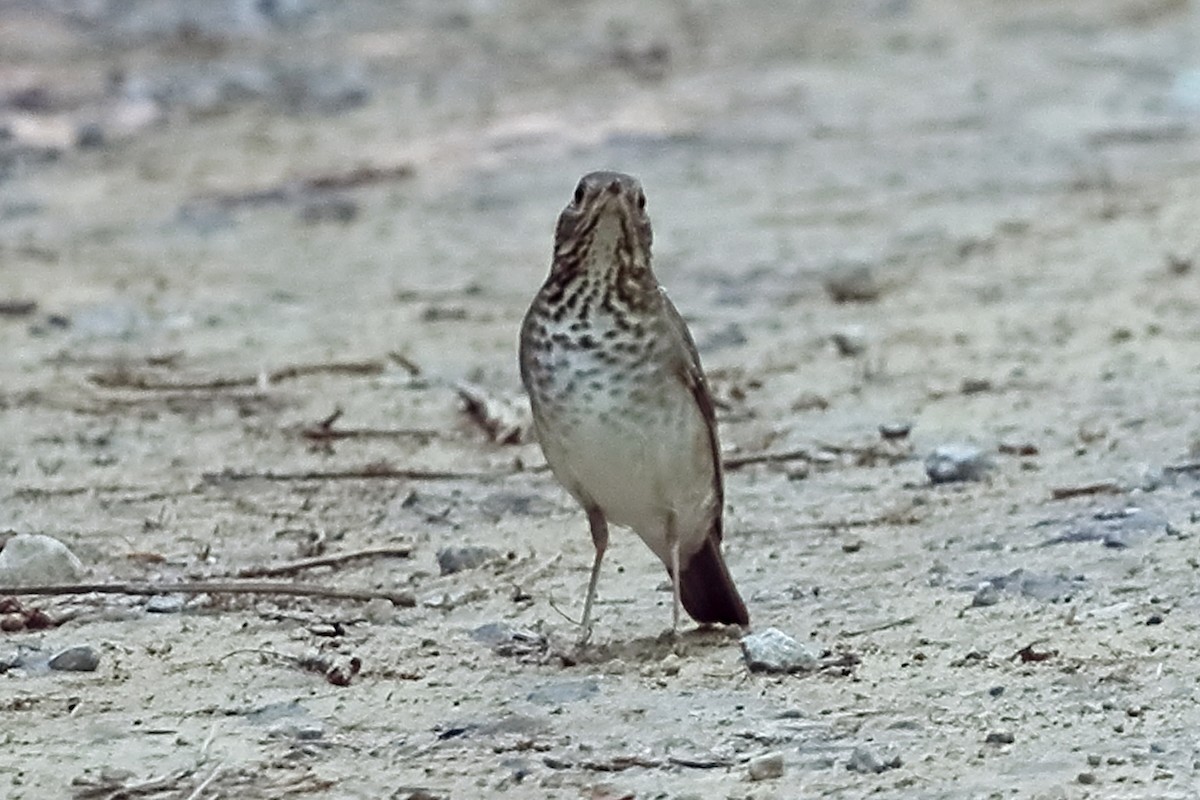 Gray-cheeked Thrush - ML619683740