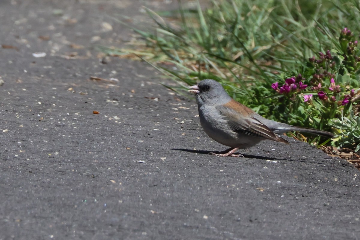 Junco ardoisé (caniceps) - ML619683765