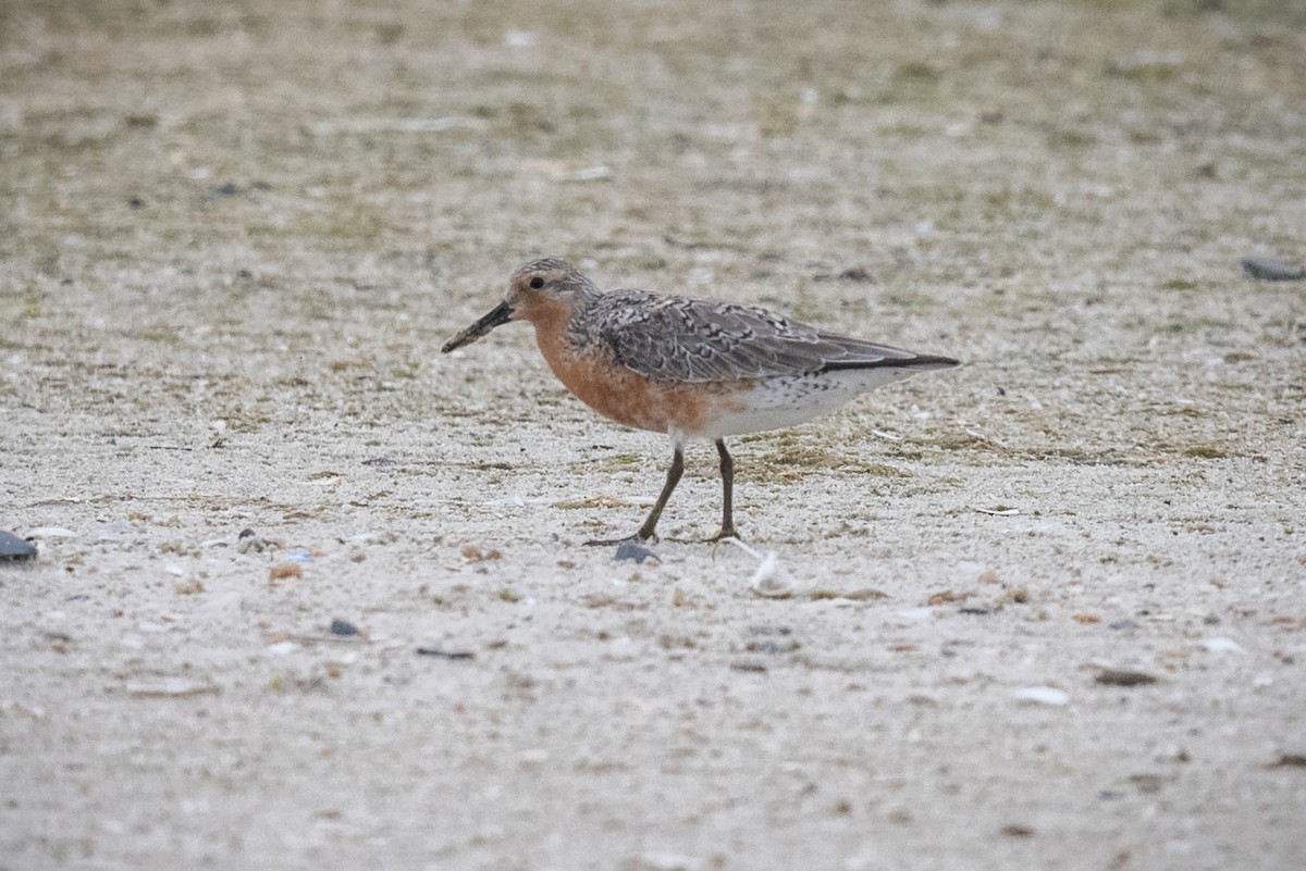 Red Knot - ML619683809