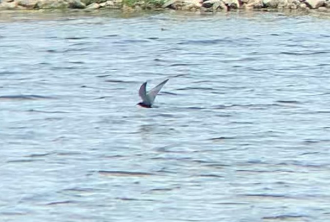 Black Tern - ML619683846