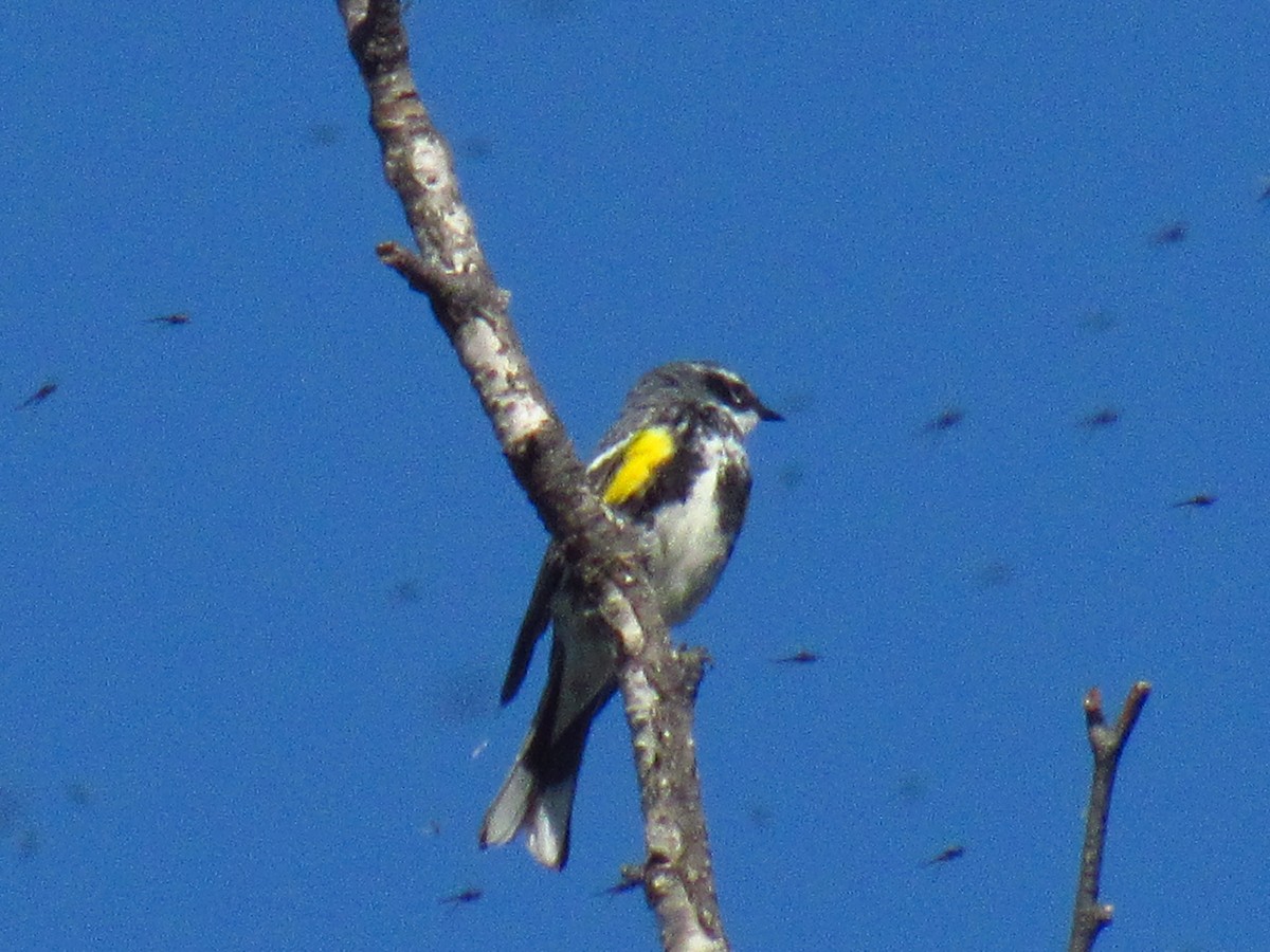 Yellow-rumped Warbler - ML619683851