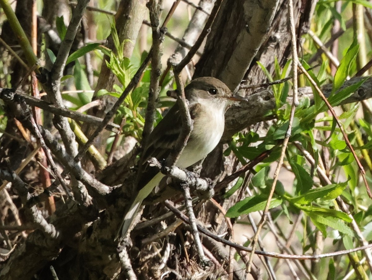Willow Flycatcher - ML619683867