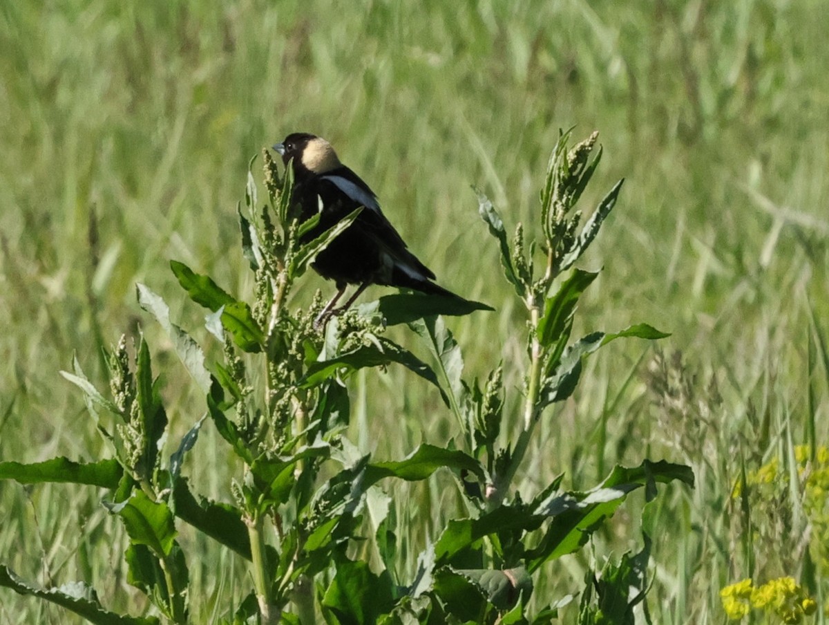 Bobolink - ML619683881