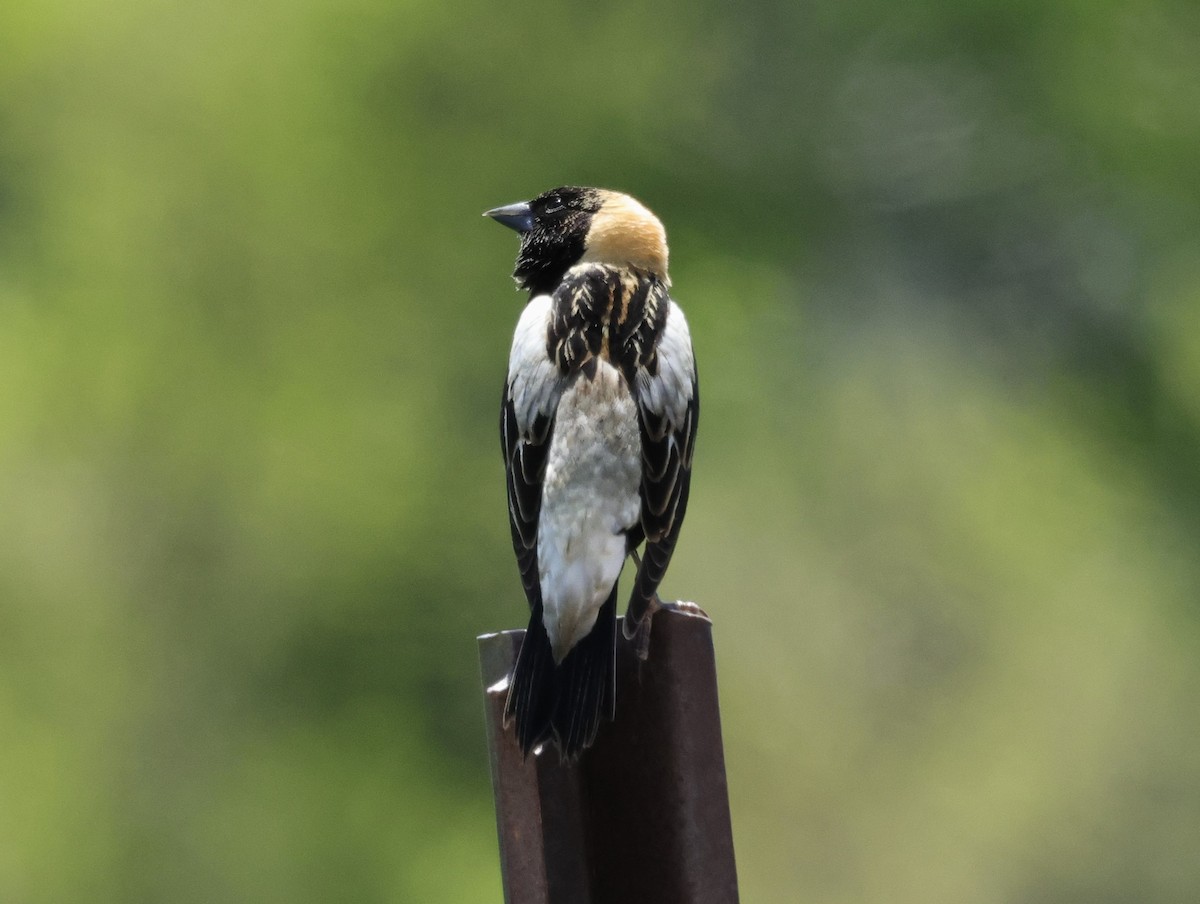 Bobolink - ML619683882
