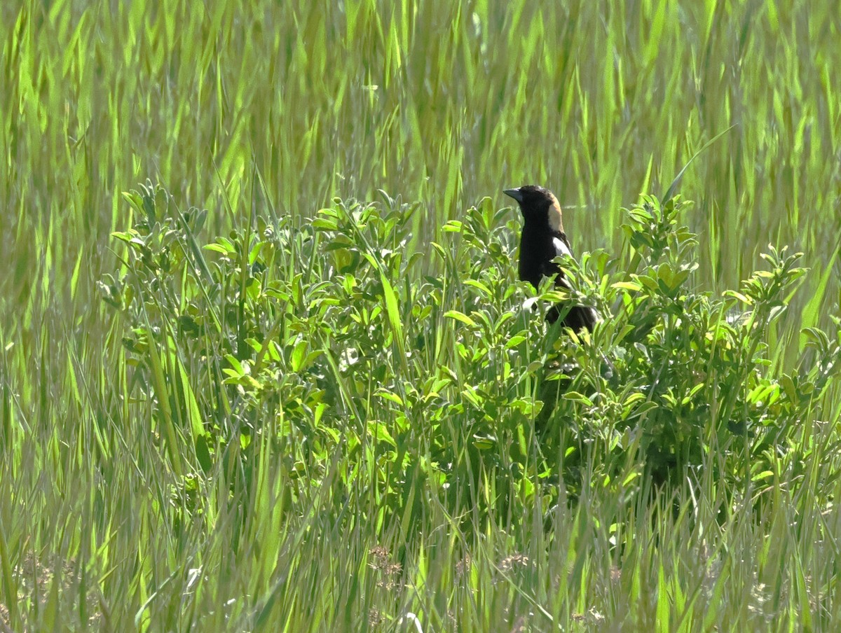 Bobolink - ML619683884