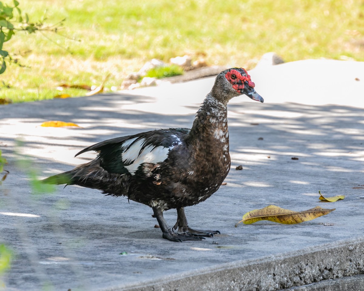 Muscovy Duck (Domestic type) - ML619683891