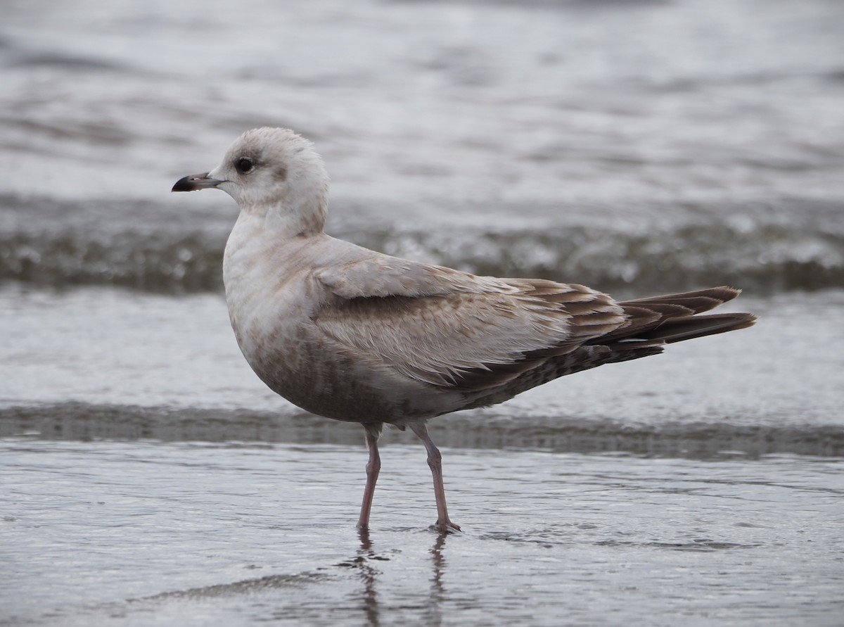 Short-billed Gull - ML619683898