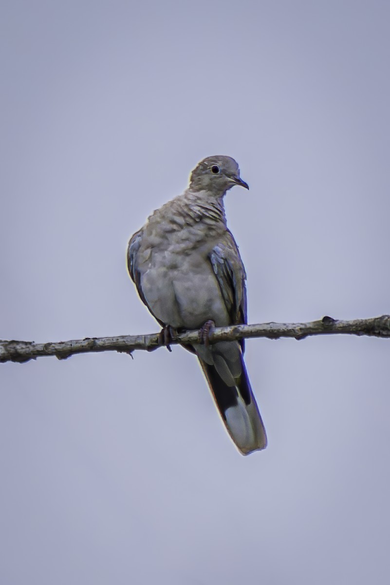 Eurasian Collared-Dove - ML619683903