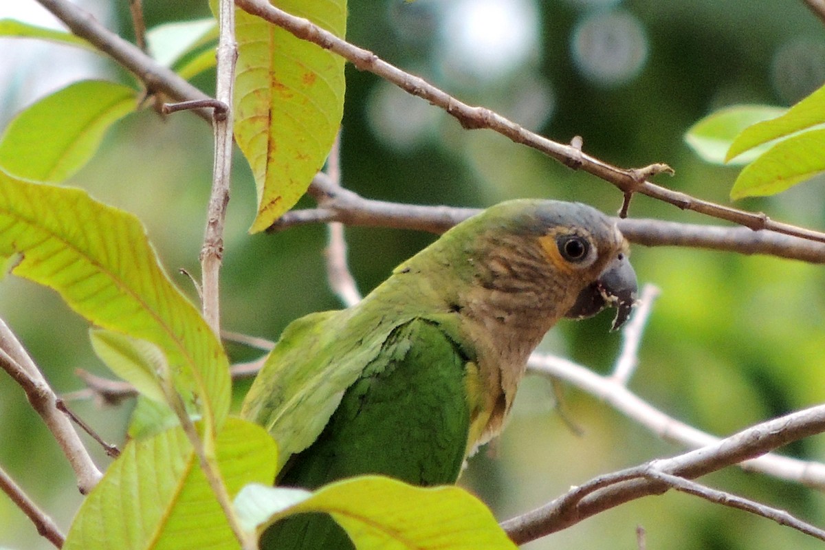 Brown-throated Parakeet - ML619683907