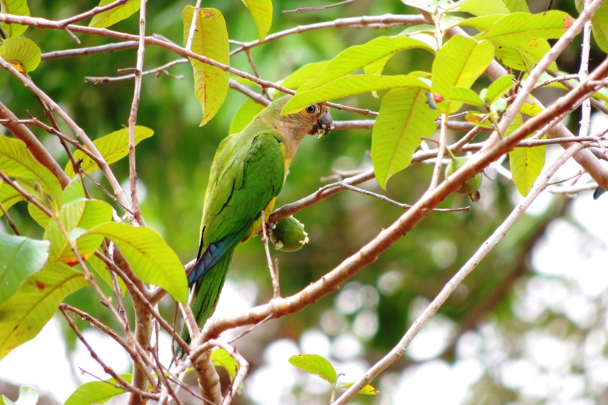 Brown-throated Parakeet - ML619683908