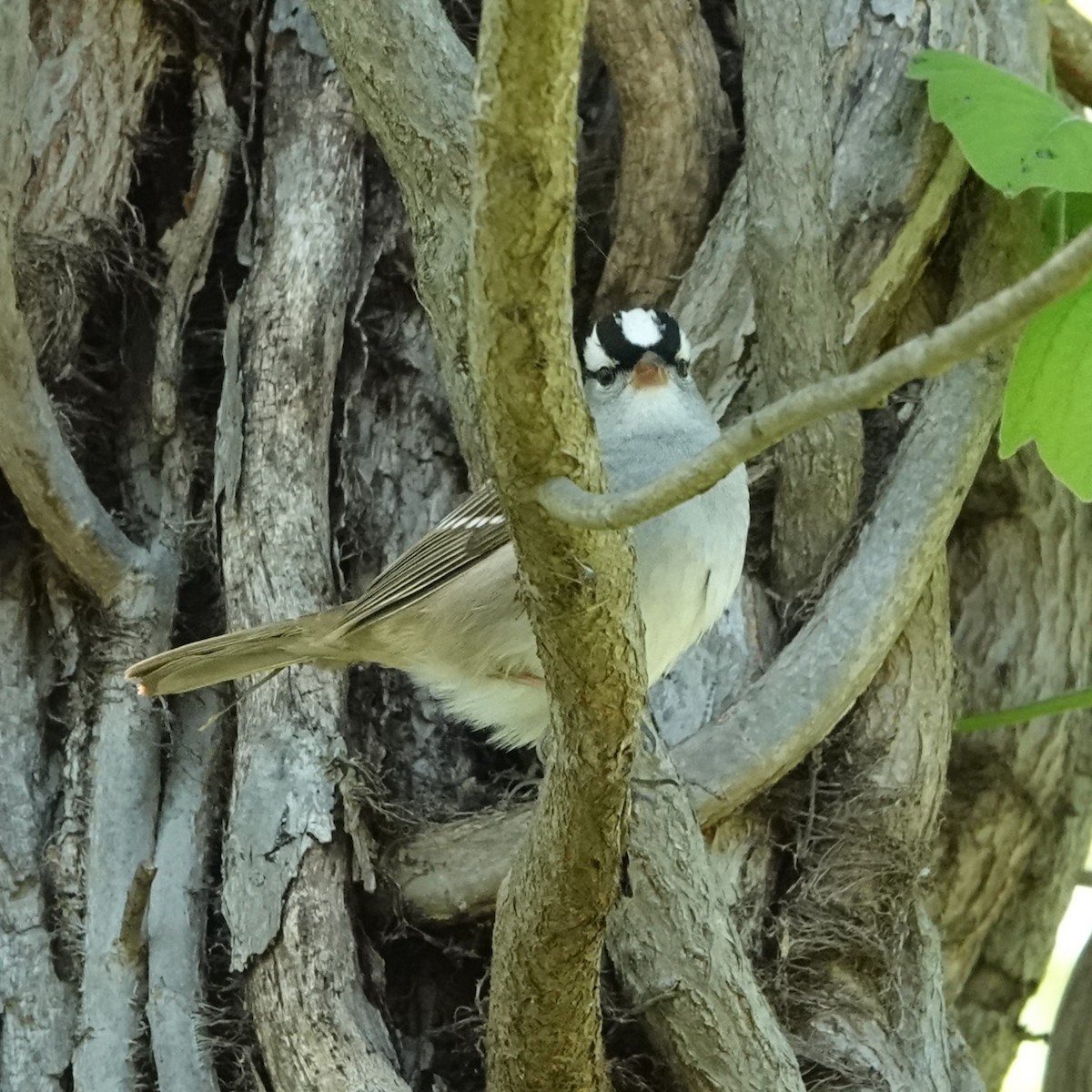 White-crowned Sparrow - Jana Lagan