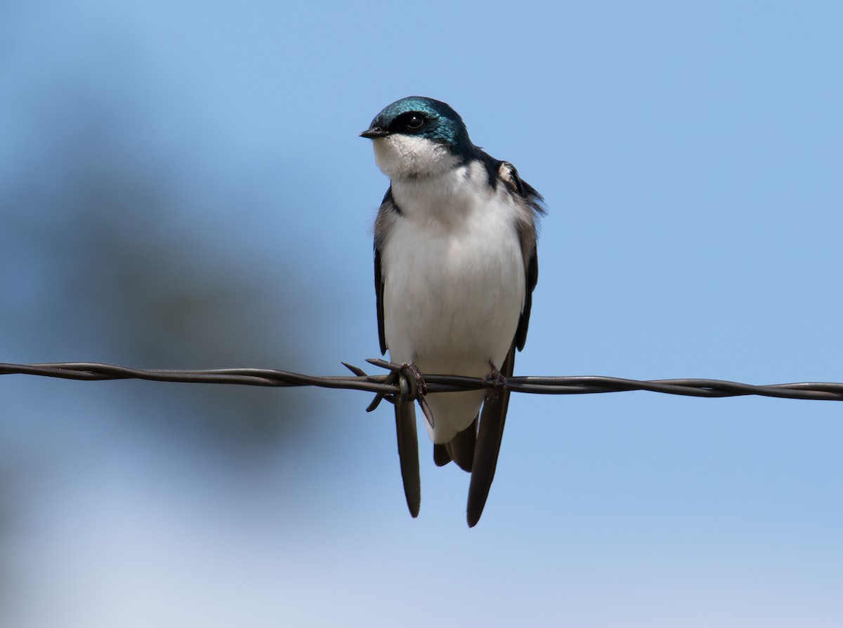 Tree Swallow - ML619683941