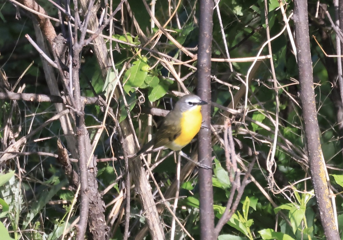 Yellow-breasted Chat - ML619683944