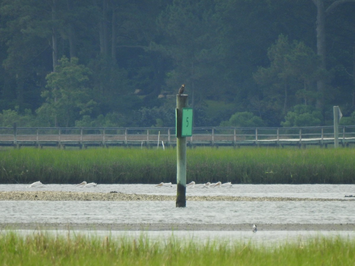 American White Pelican - ML619683949