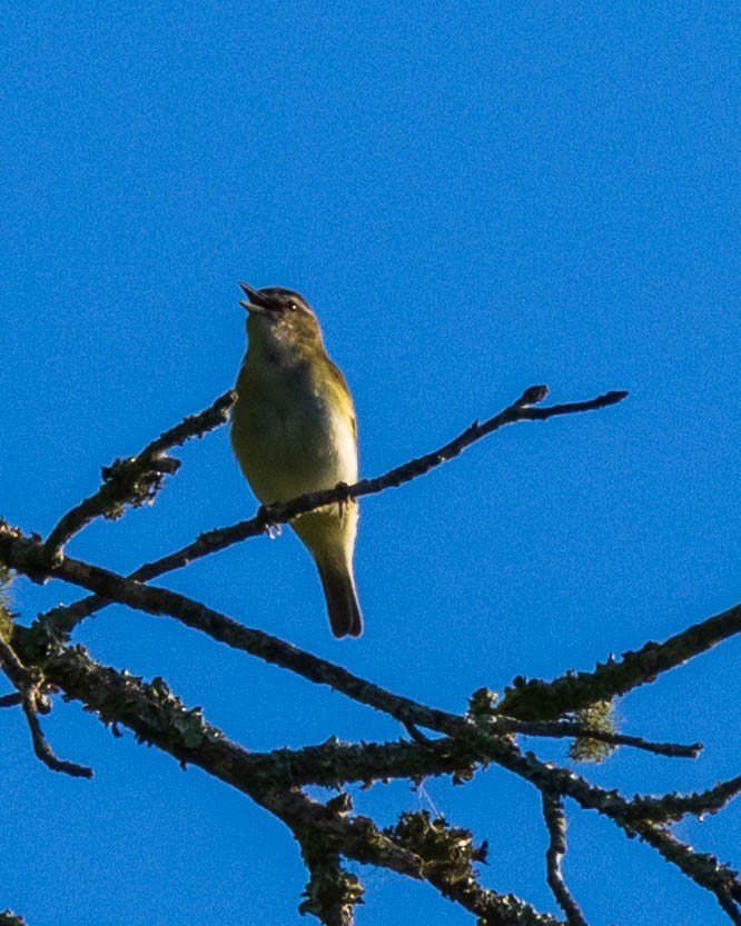 Kızıl Gözlü Vireo - ML619683954