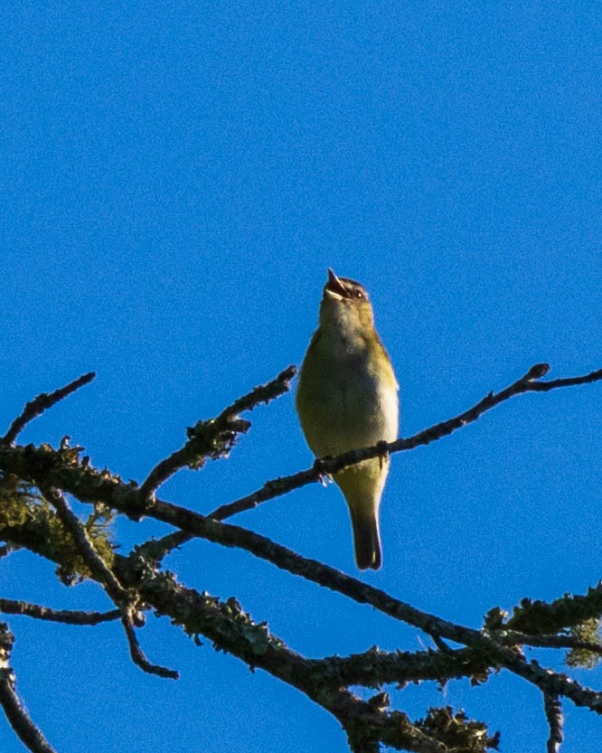 Kızıl Gözlü Vireo - ML619683955