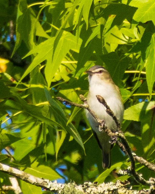 Red-eyed Vireo - ML619683956