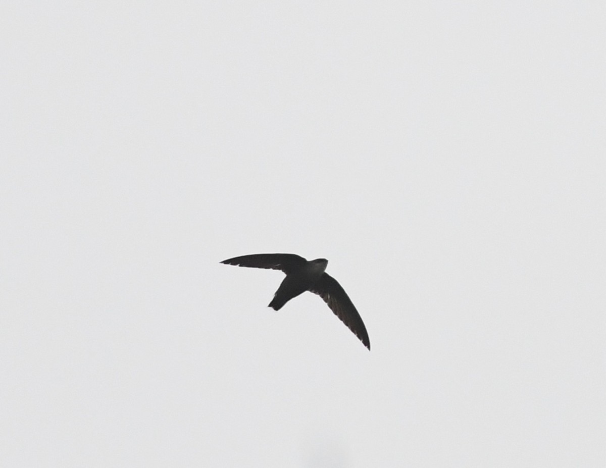 Chimney Swift - ML619683962