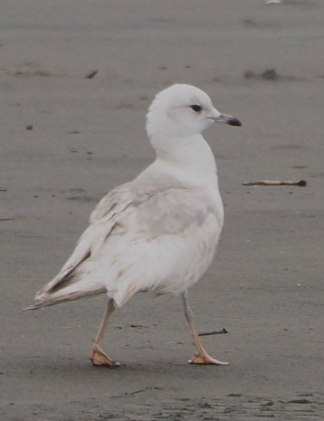 Short-billed Gull - ML619683970