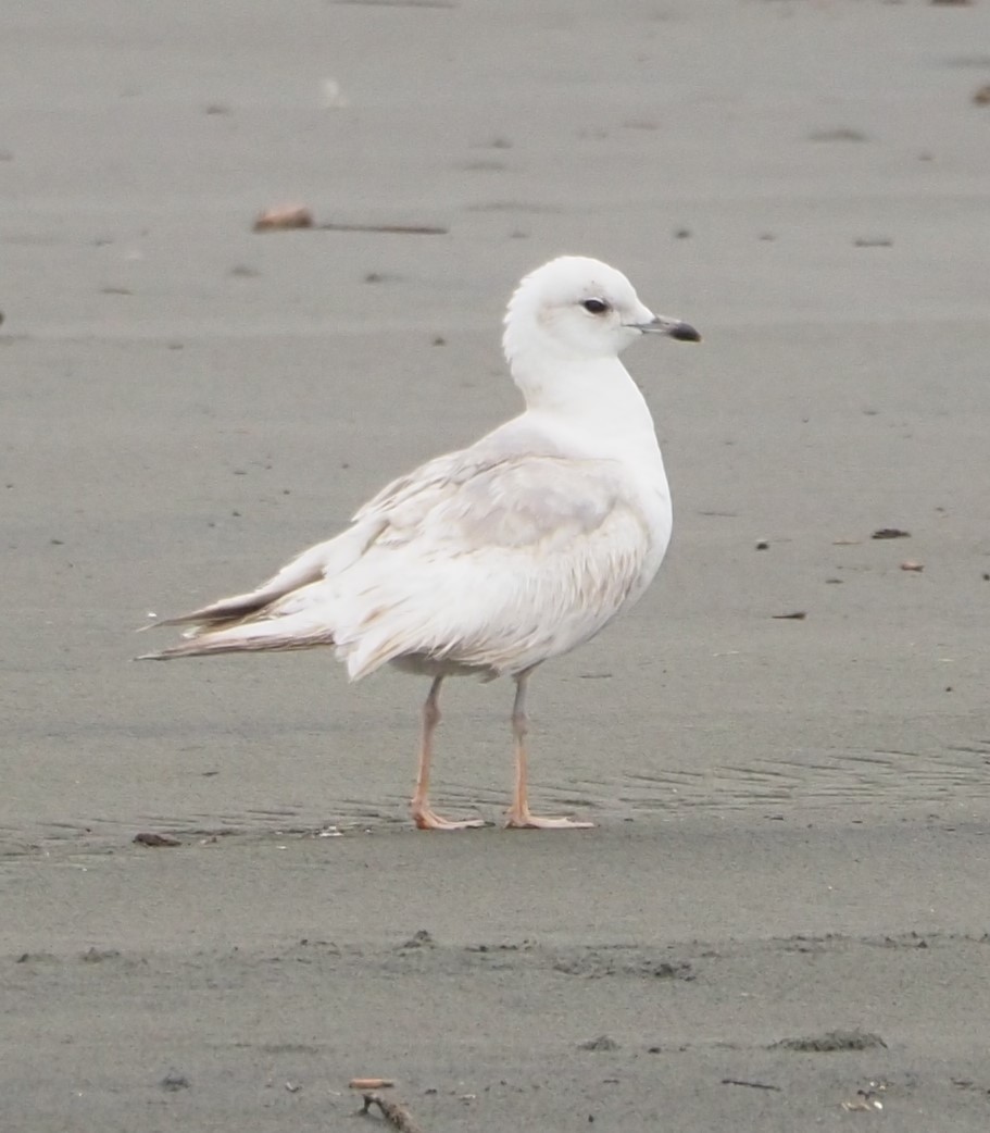 Short-billed Gull - ML619683971