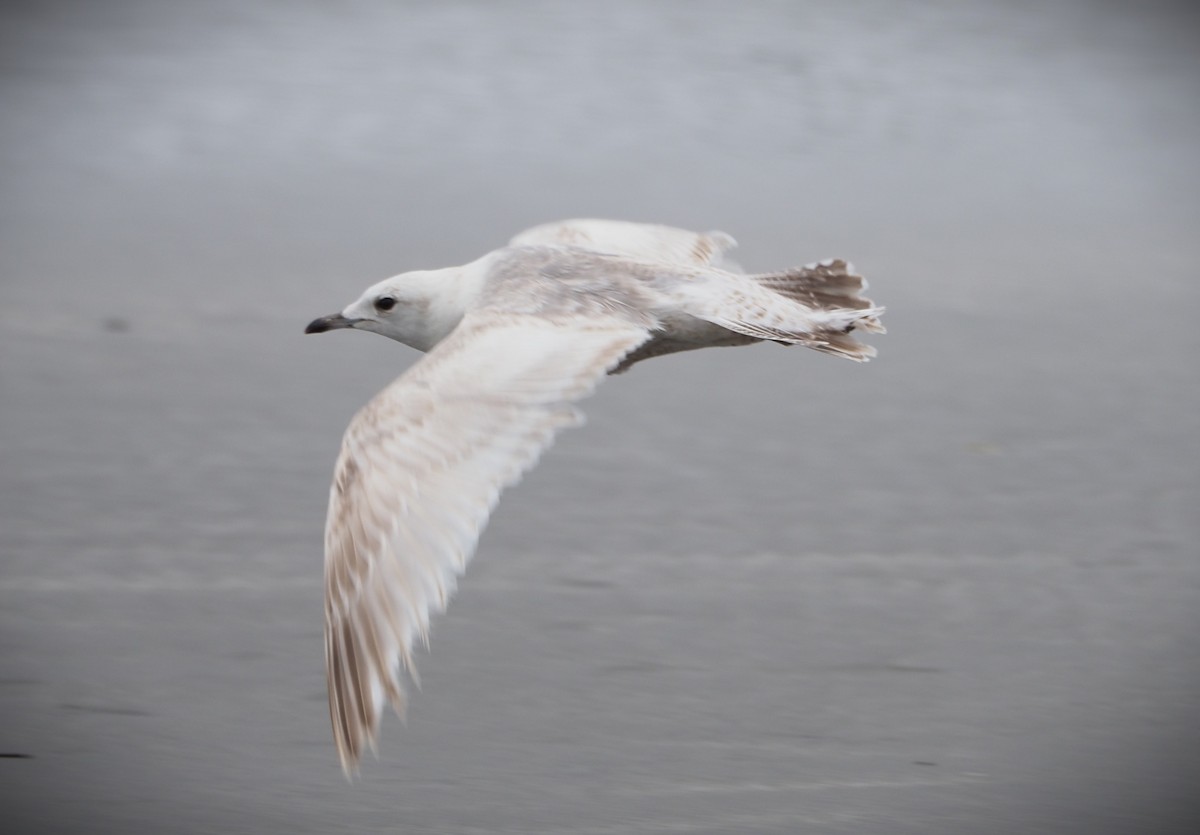 Short-billed Gull - ML619683972