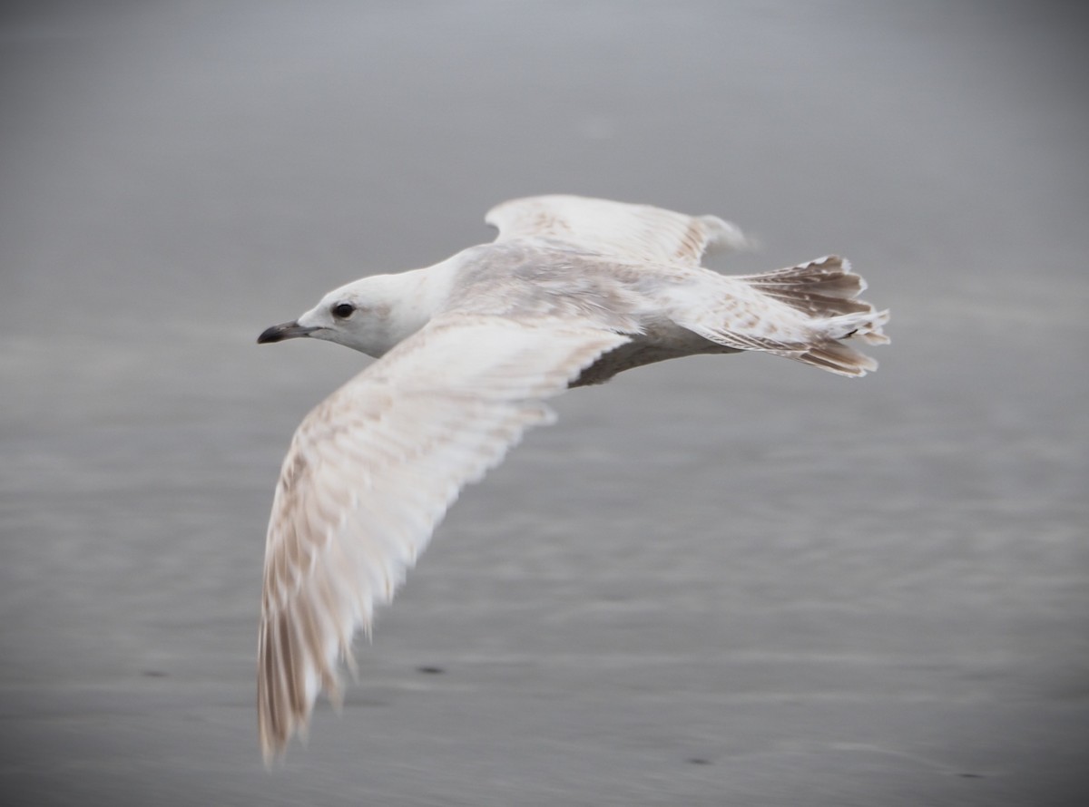 Short-billed Gull - ML619683973