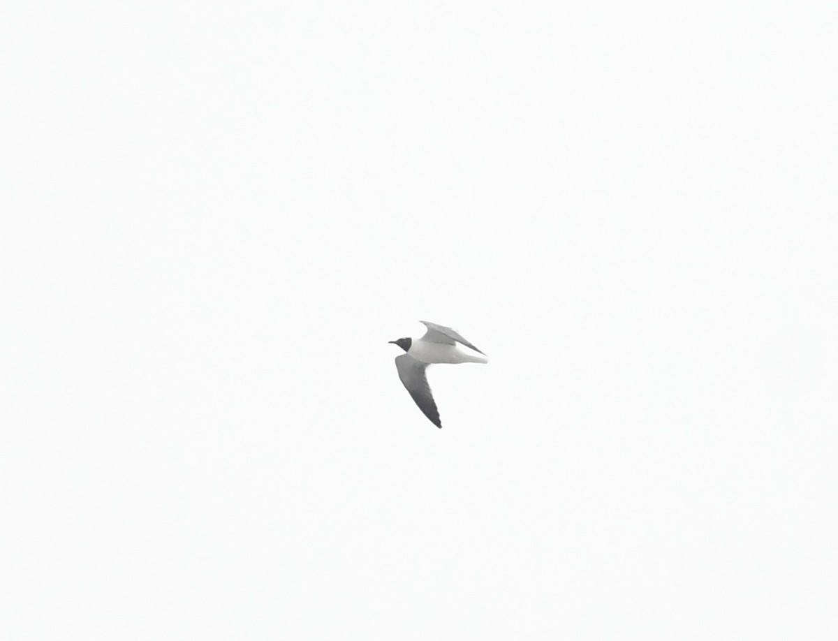 Laughing Gull - ML619683974