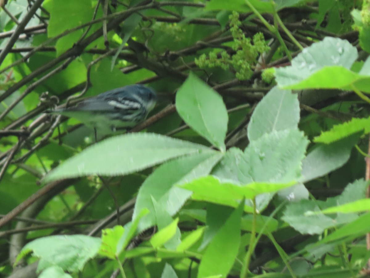 Cerulean Warbler - ML619683992