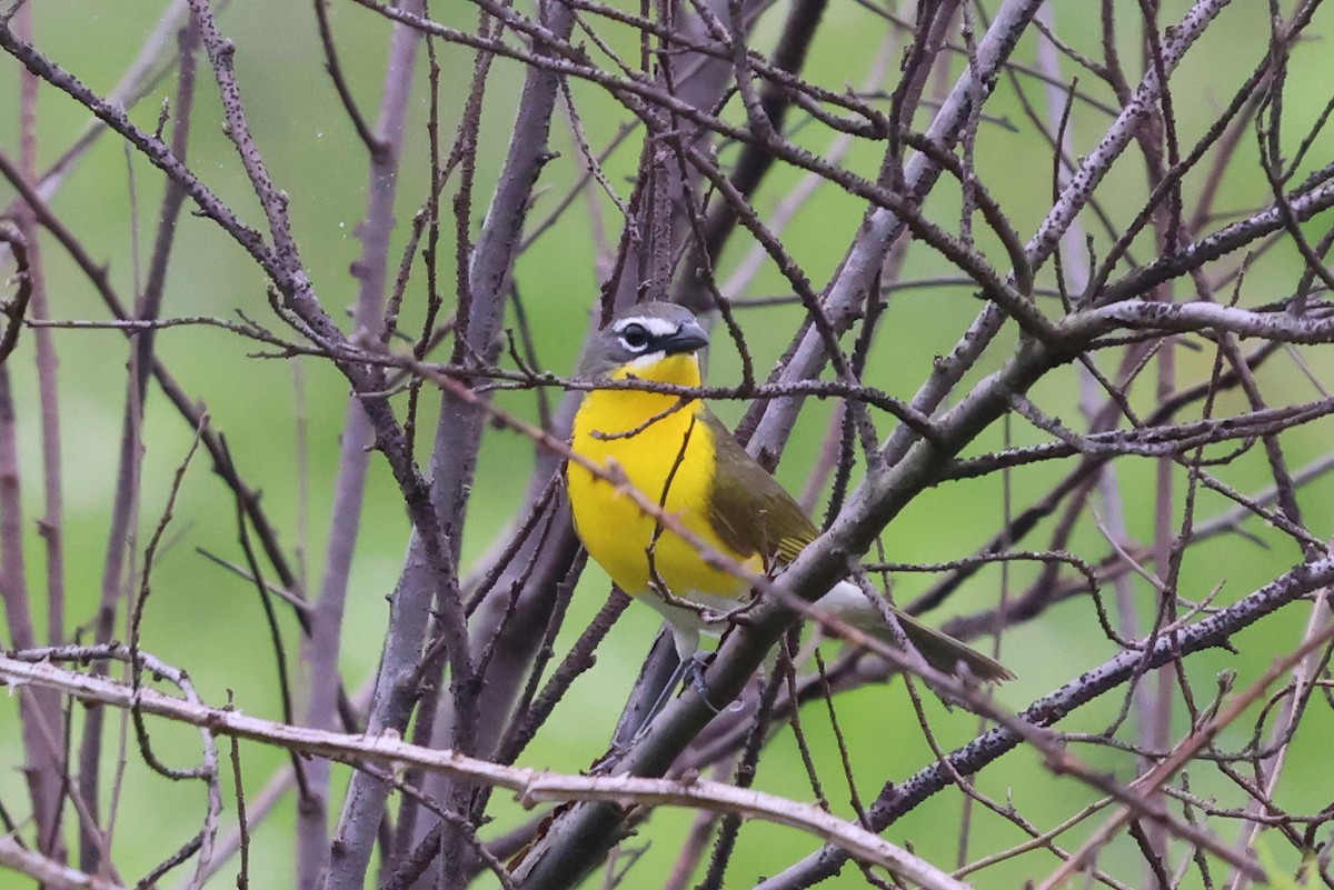 Yellow-breasted Chat - ML619684004