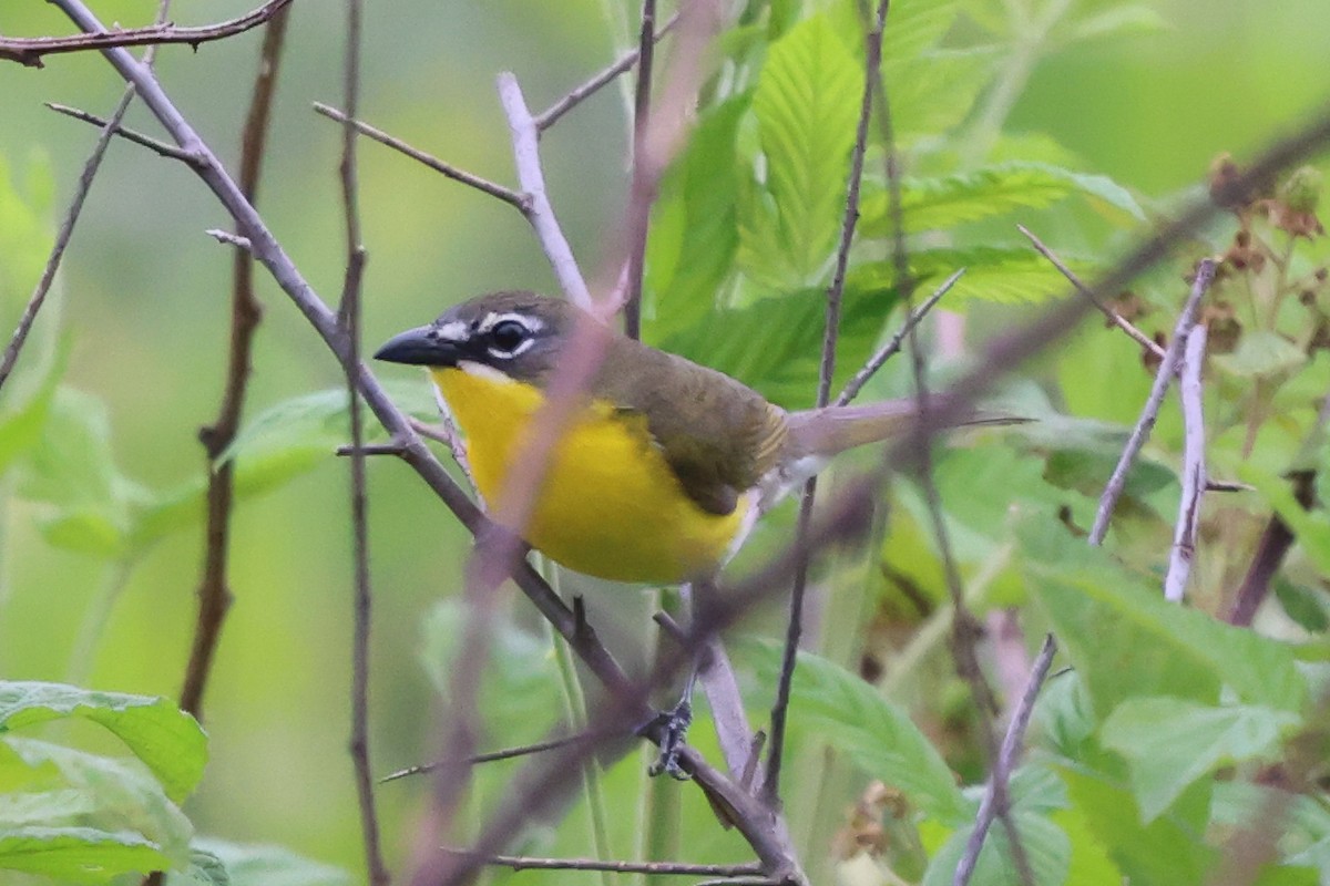 Yellow-breasted Chat - ML619684005