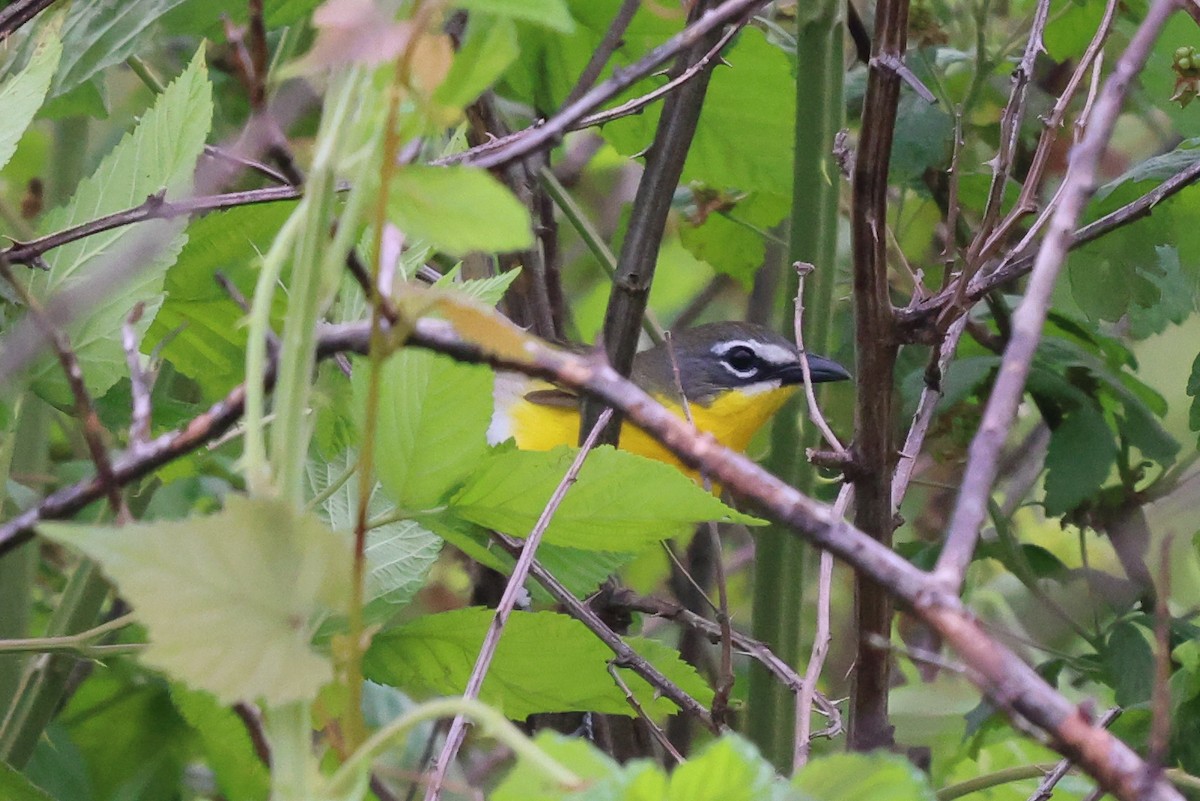 Yellow-breasted Chat - ML619684006