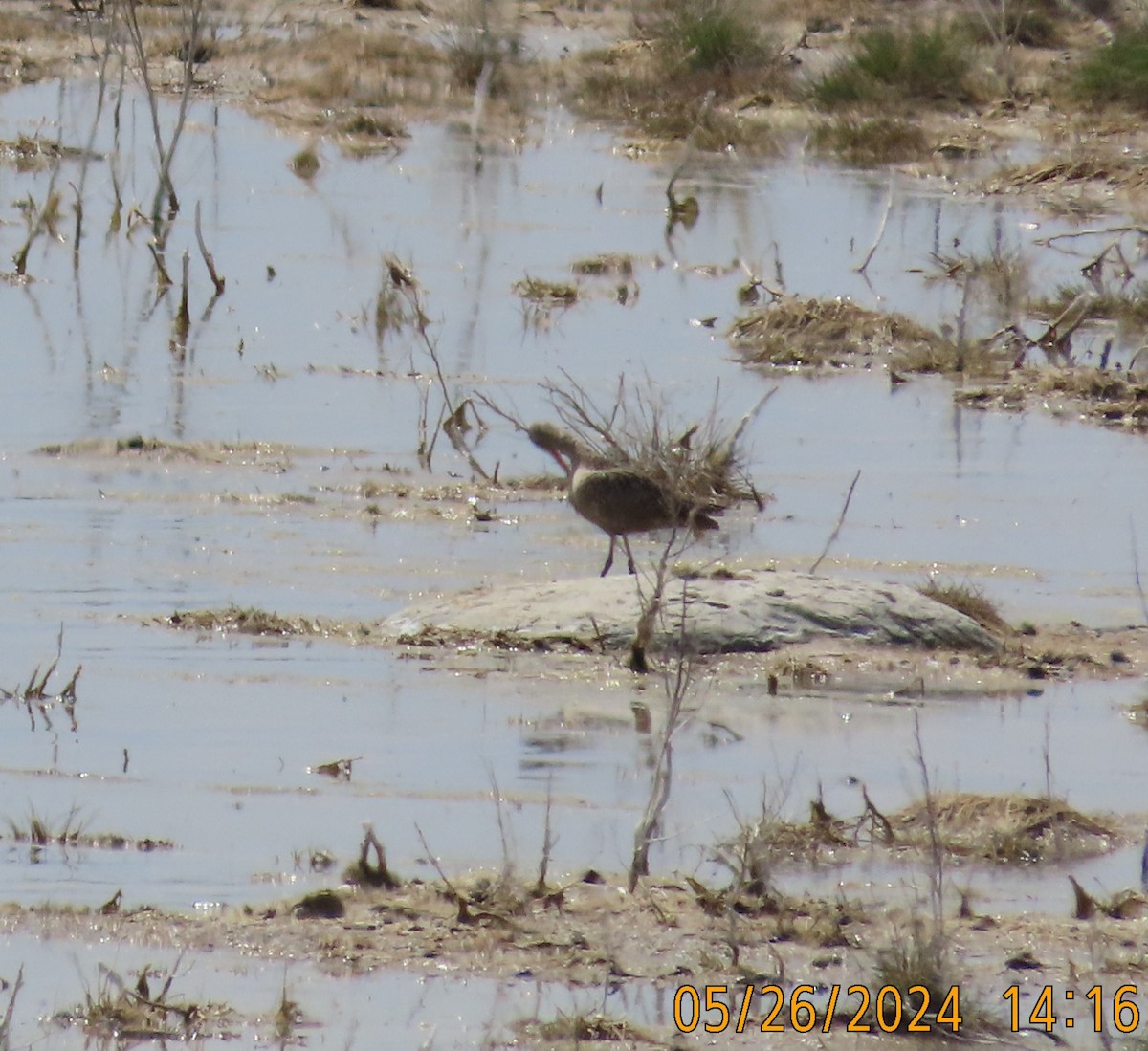 Marbled Godwit - Fran Kerbs