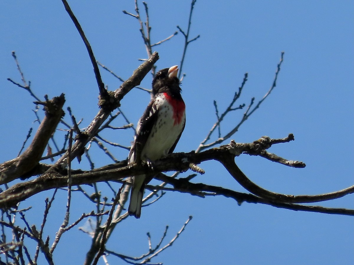 Rose-breasted Grosbeak - ML619684041