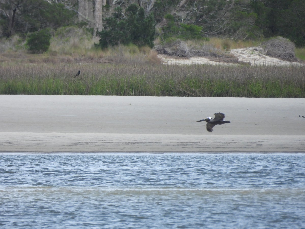 Brown Pelican (Atlantic) - ML619684052