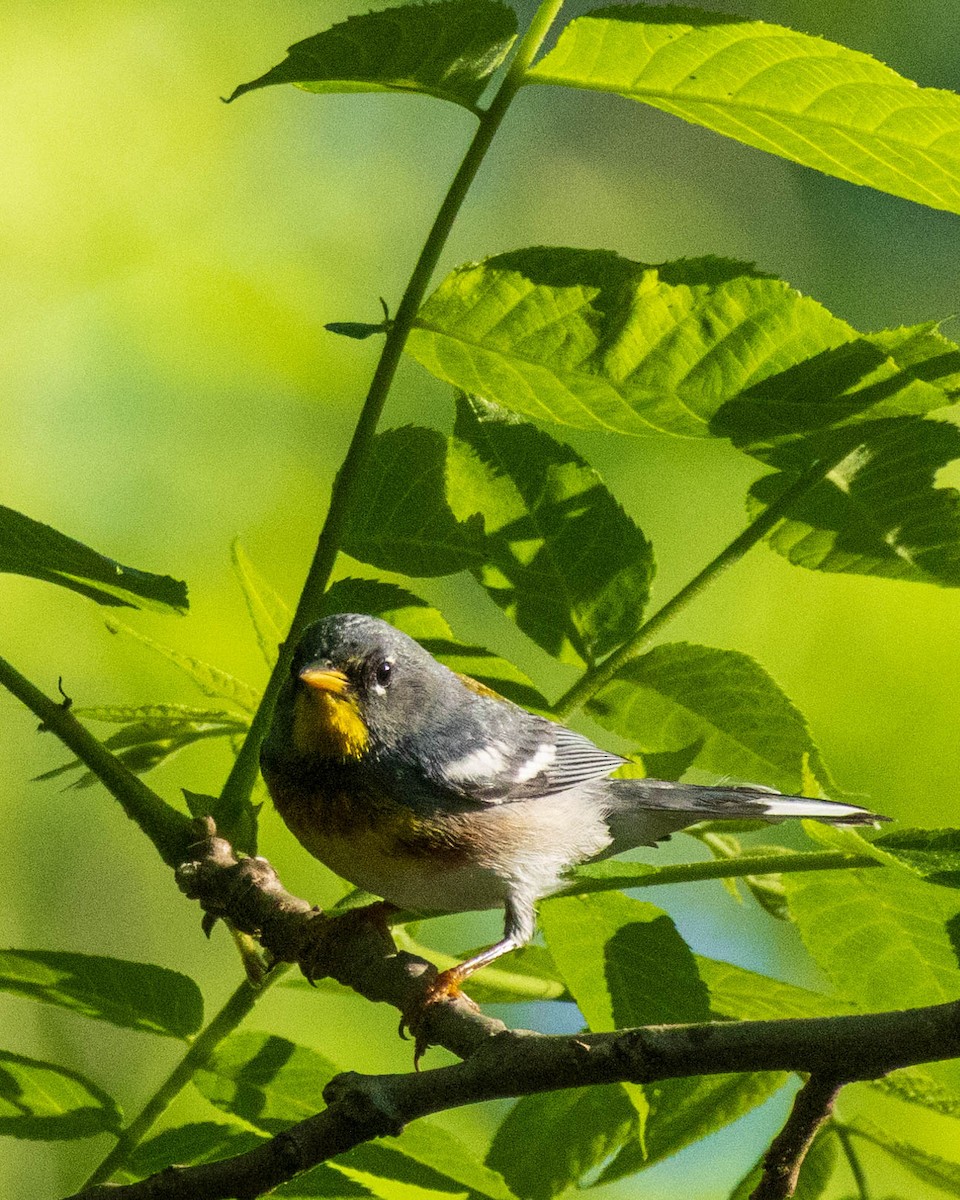 Northern Parula - ML619684053
