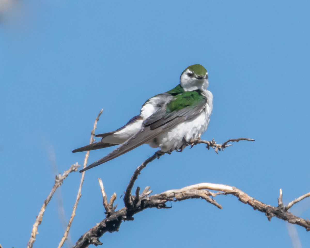Violet-green Swallow - ML619684069