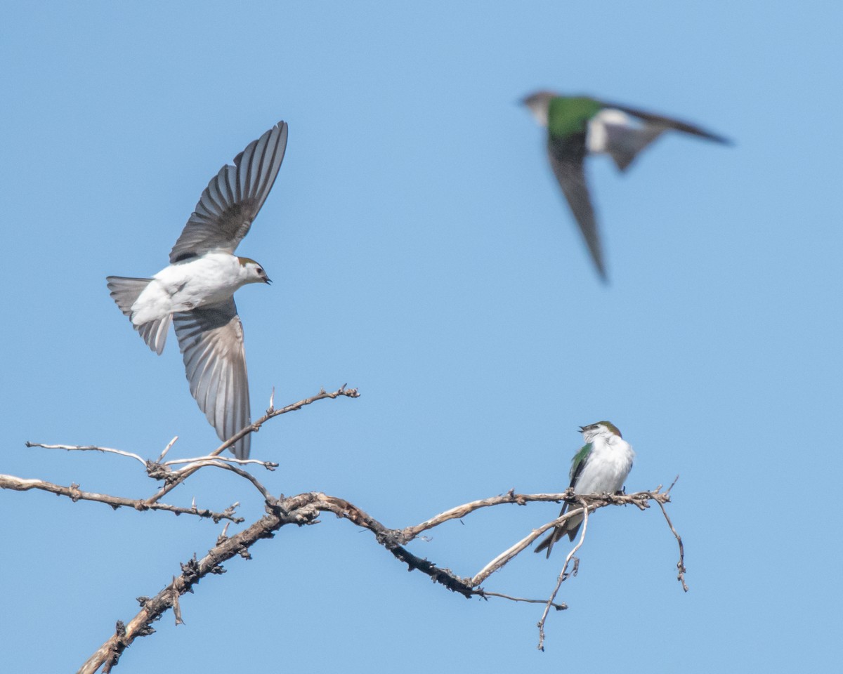 Violet-green Swallow - ML619684070