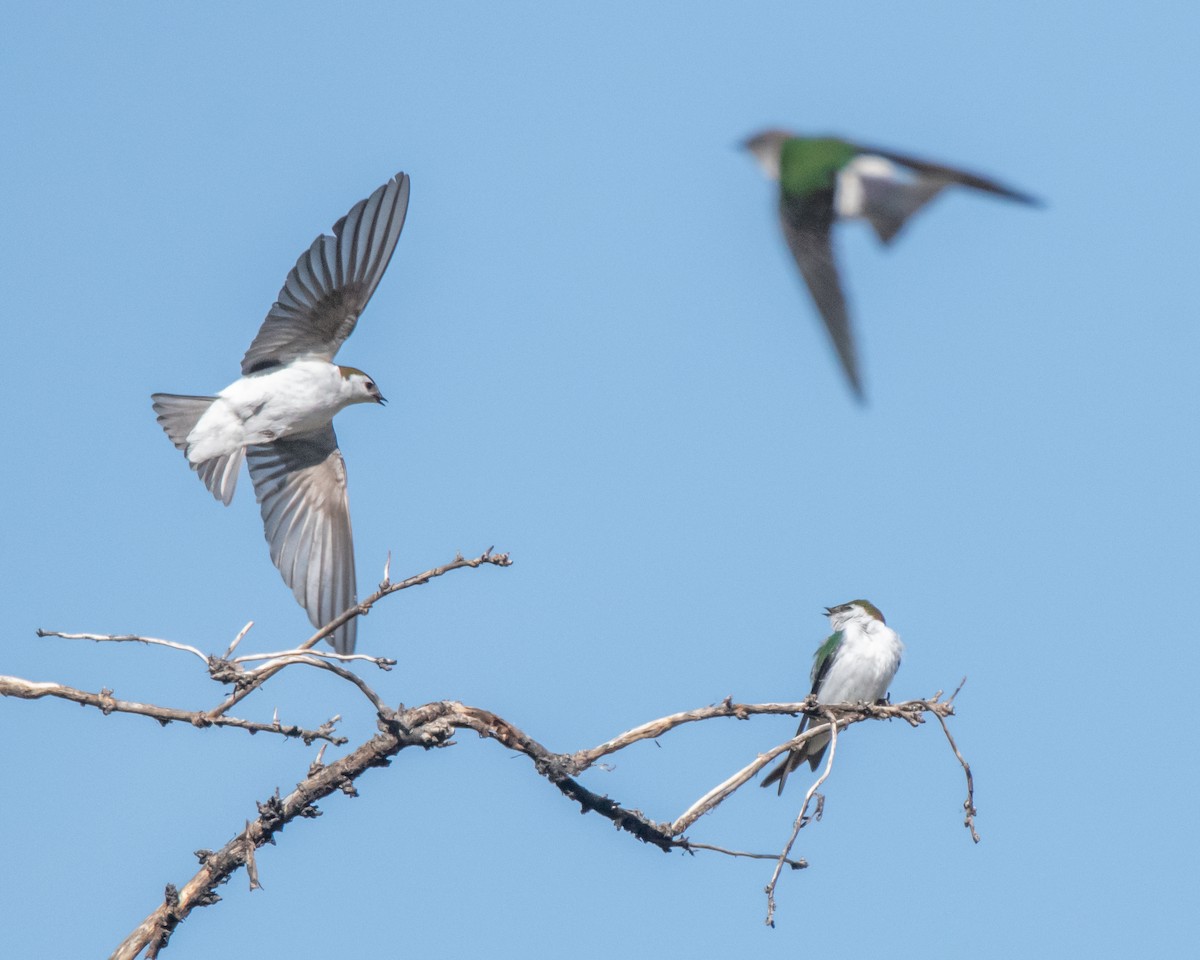 Golondrina Verdemar - ML619684070