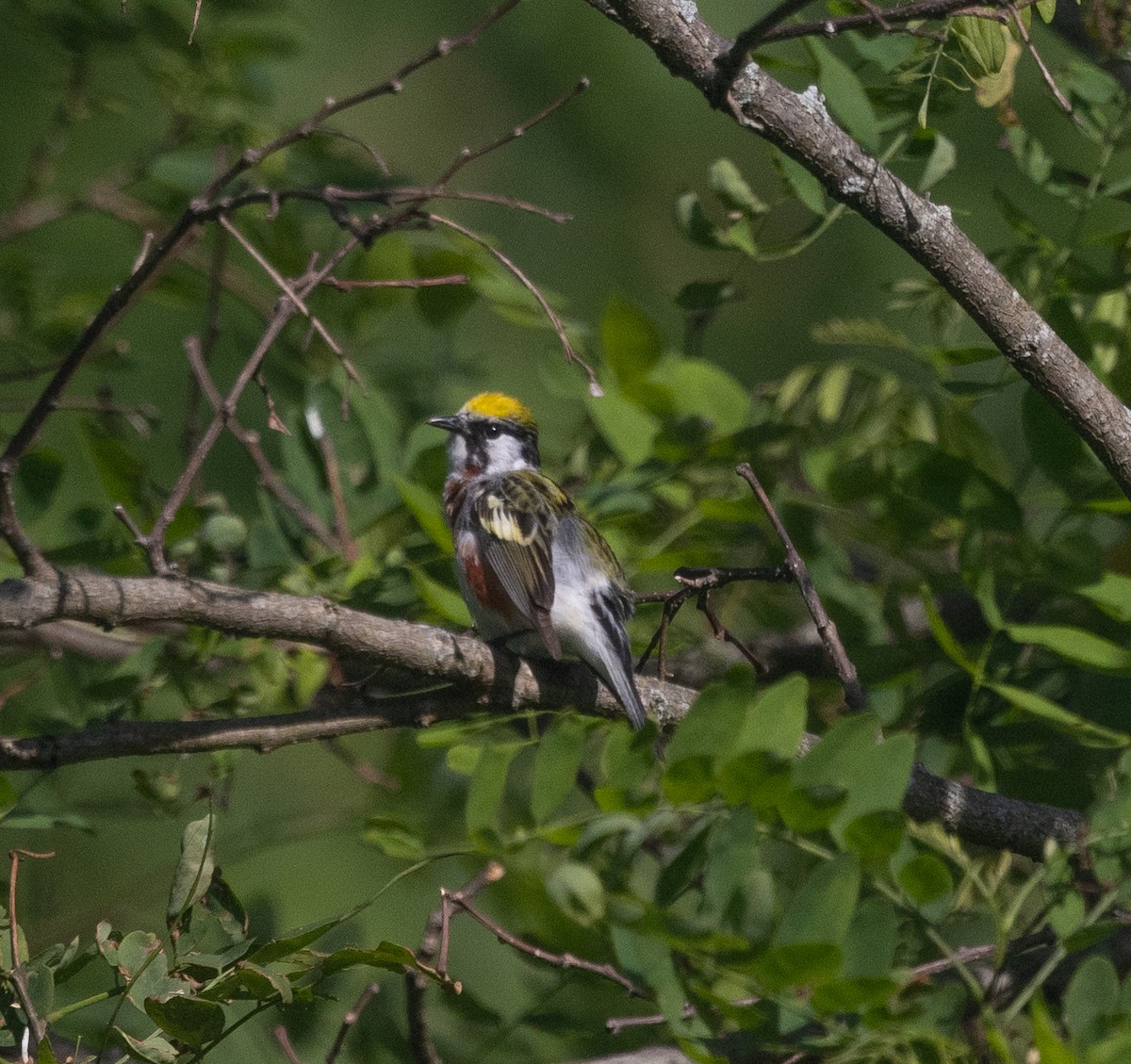 Chestnut-sided Warbler - ML619684072