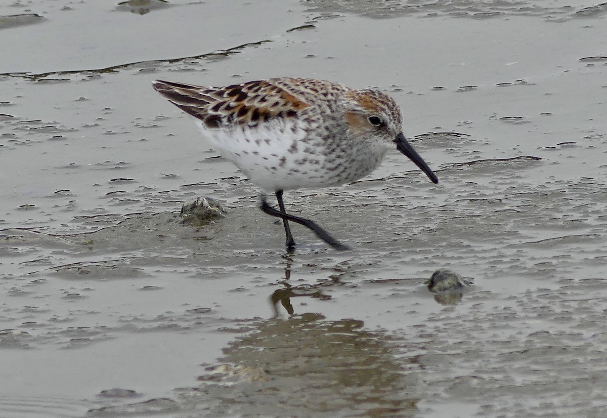 Western Sandpiper - ML619684077