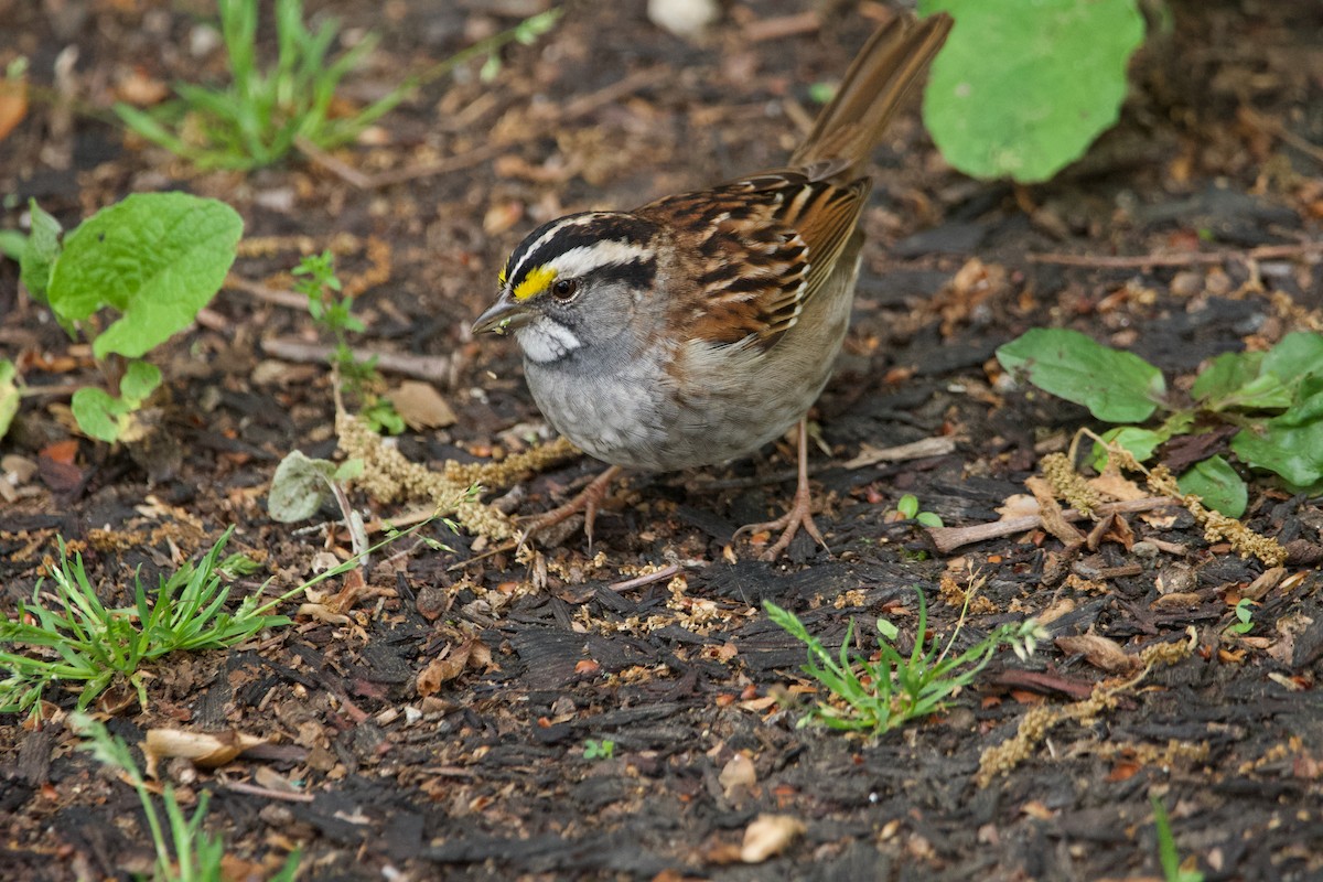 White-throated Sparrow - ML619684083