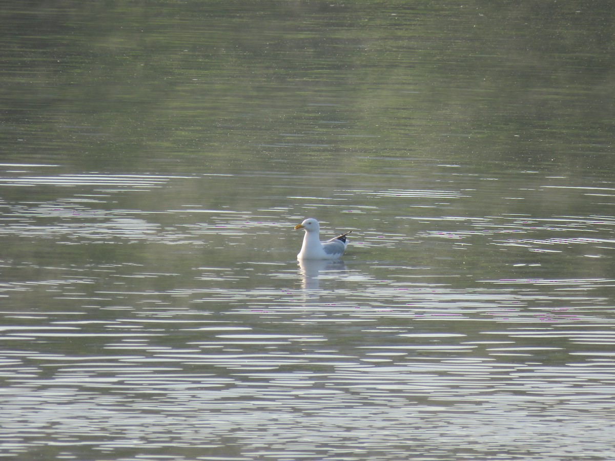 Herring Gull - ML619684084